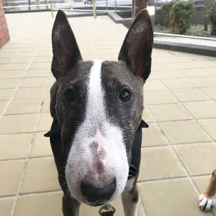 17dc4144 611d 44e1 a1ea b8e6df22ce9c 1511682724653