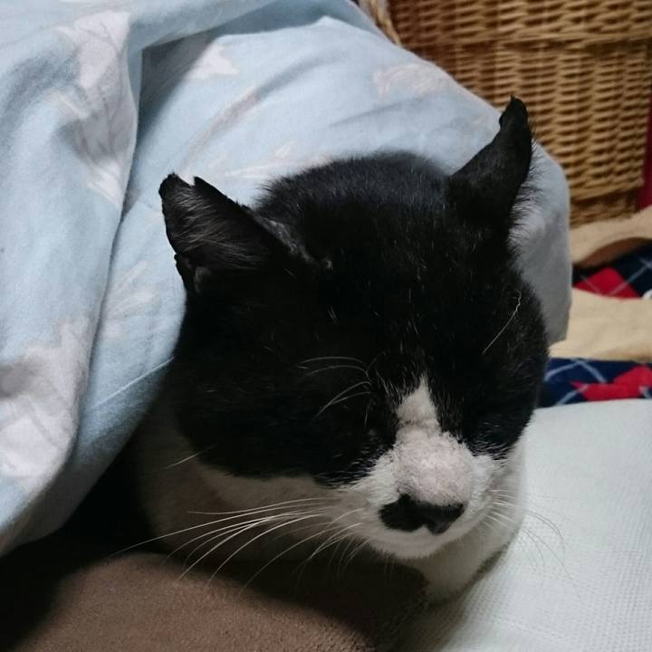 17dca86a 14fb 4ca3 b7f6 47f2a5e9e33e 1518927437736