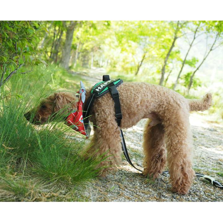 17dcfce9 7840 4f7b a7cb b8bff1345598 1525019426916