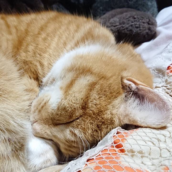 17de4947 0c8d 4567 8823 d029737638dc 1608288053137