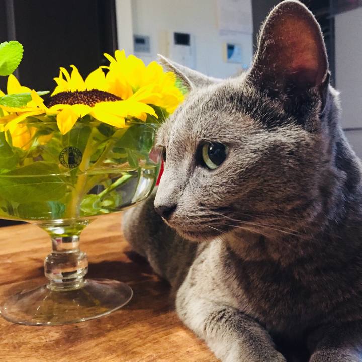 17e0829a 461a 4715 b146 7ff2268ace64 1533856655755