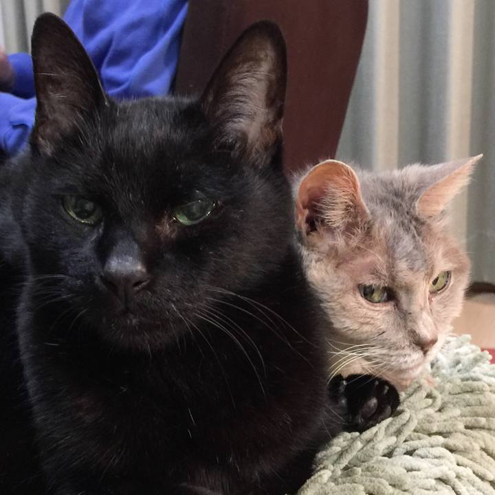 17e2b5c0 7460 421b a2ac 2142dff34d78 1522761753496