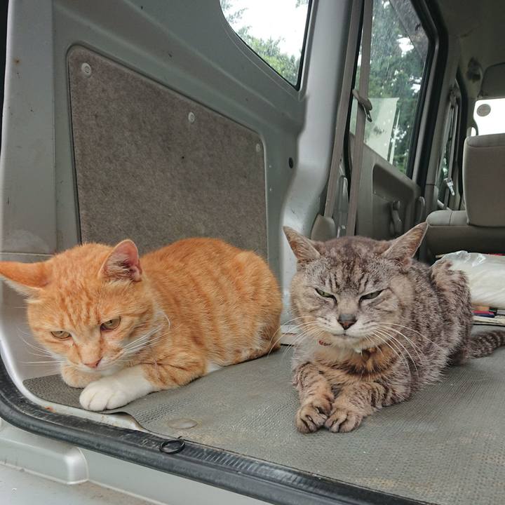 17e318f8 2a61 43bc aee9 fc83fdcb4398 1594441717646