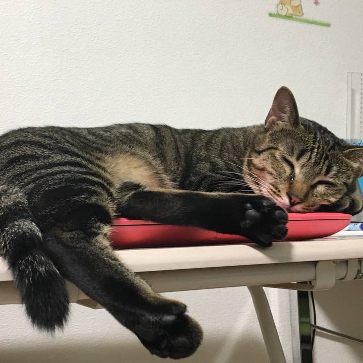 17e471c3 e1ef 45f8 9359 474a87128985 1529671814888