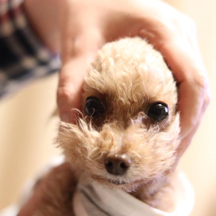 17e4caf8 fd75 4f87 b26b 3fb17c244260 1554330186911