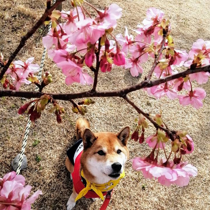 17e82d93 25c2 4915 92e1 08194d1e141e 1581075672351