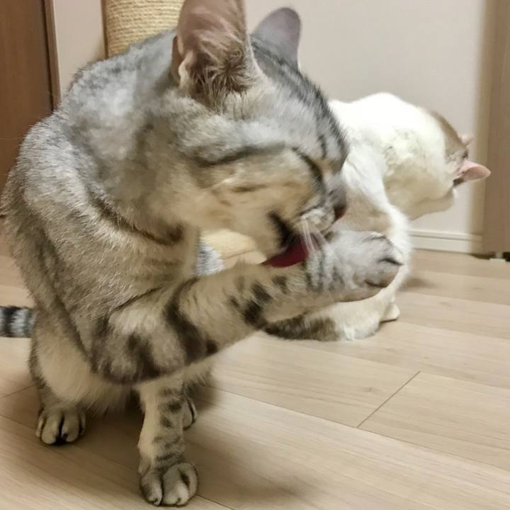 17e8c2da 2829 44c7 acbb e35ac580d913 1528673520528