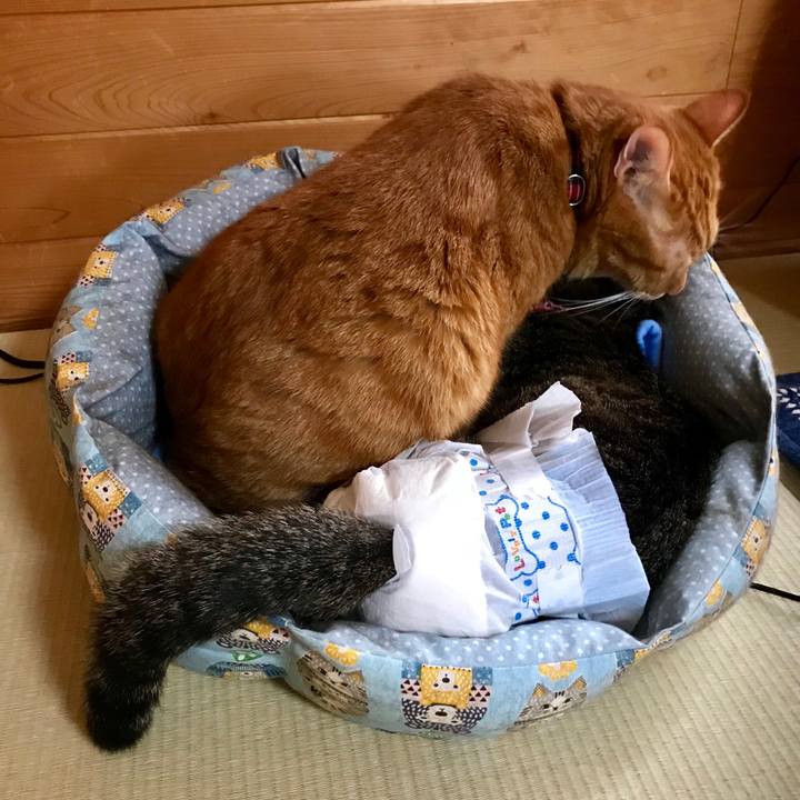 17eb0911 ac19 4899 bdbc 26bca0c43622 1539056607973