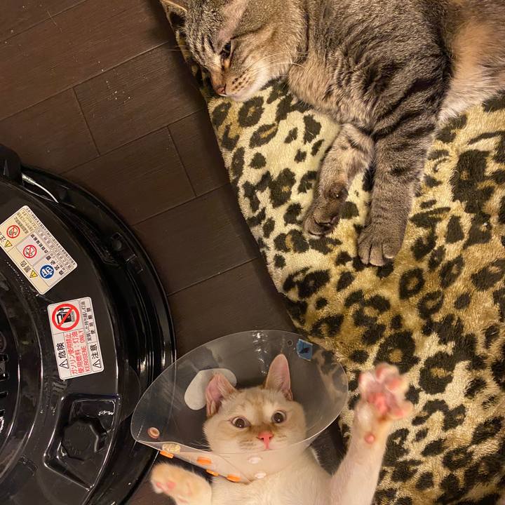 17ecd0c6 891a 4274 a55c 496c72145211 1583151426354