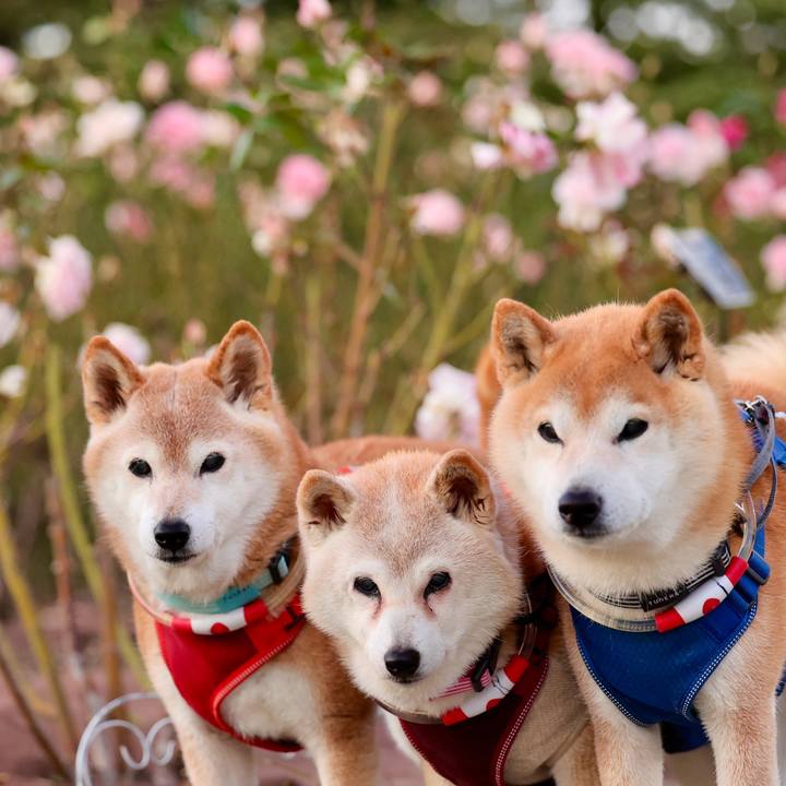 17ee09a0 1095 4f4f 8aa4 a644e38fa10e 1765725902125