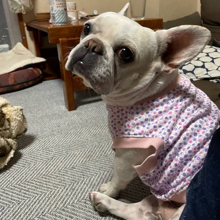 17eea5fc 2c50 4c53 b342 5fc3598b3dad 1735209448552