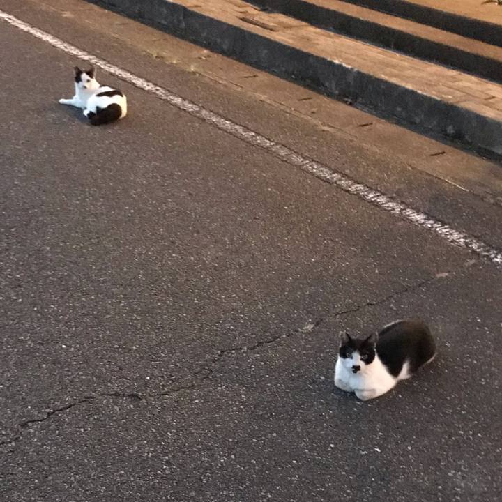 17f01448 a9f9 473c 9b08 60c61e651aab 1597444157188