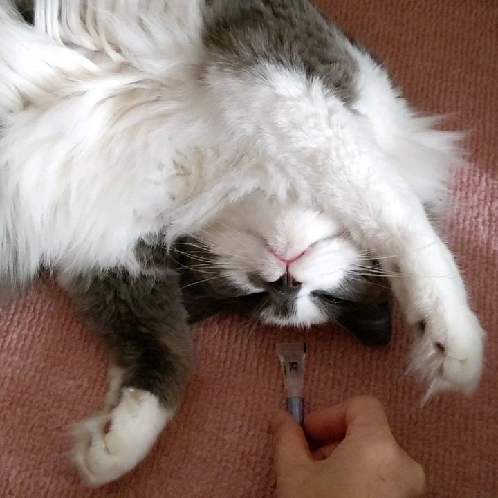 17f0f4ee eaf6 4d35 9a20 edf2286377b0 1595666209030