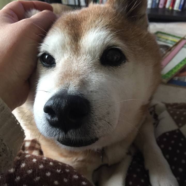 17f11adc 67d4 4f65 b51d 9332c22e2f8b 1549897961743