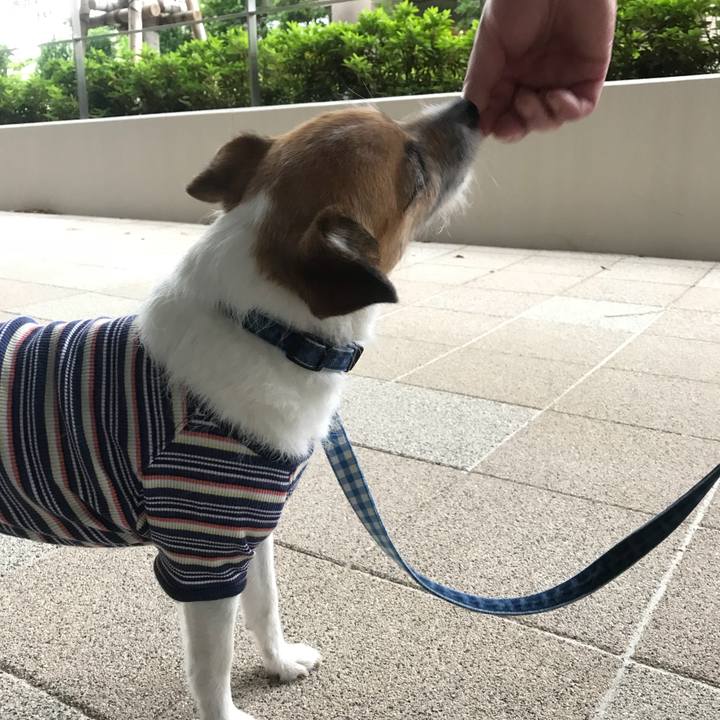 17f11efd cbae 45c6 8ceb d8b338415d6f 1528588285613