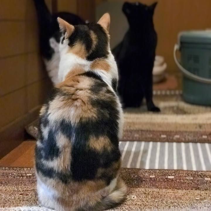 17f48ff7 265f 4e98 8653 39f4fb2abba7 1526868679161