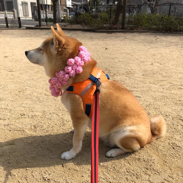 17f4b15d 35af 4c4c afce c9c62f0a422d 1550317239720