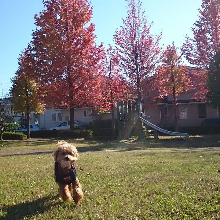 17f756b1 e227 4e41 82ed 3aaa3f271be0 1509940310794