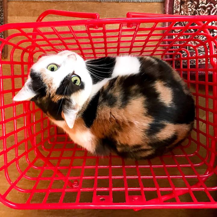 17f82046 4307 4a6b 8250 a702a432f96a 1516668619873