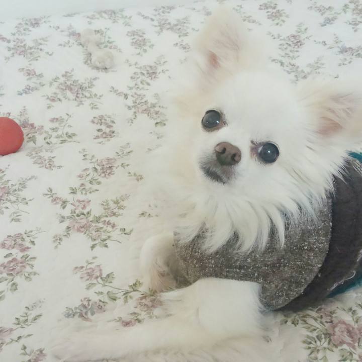 17fa31a5 5487 4189 a73f a20c00168ac0 1513485153013