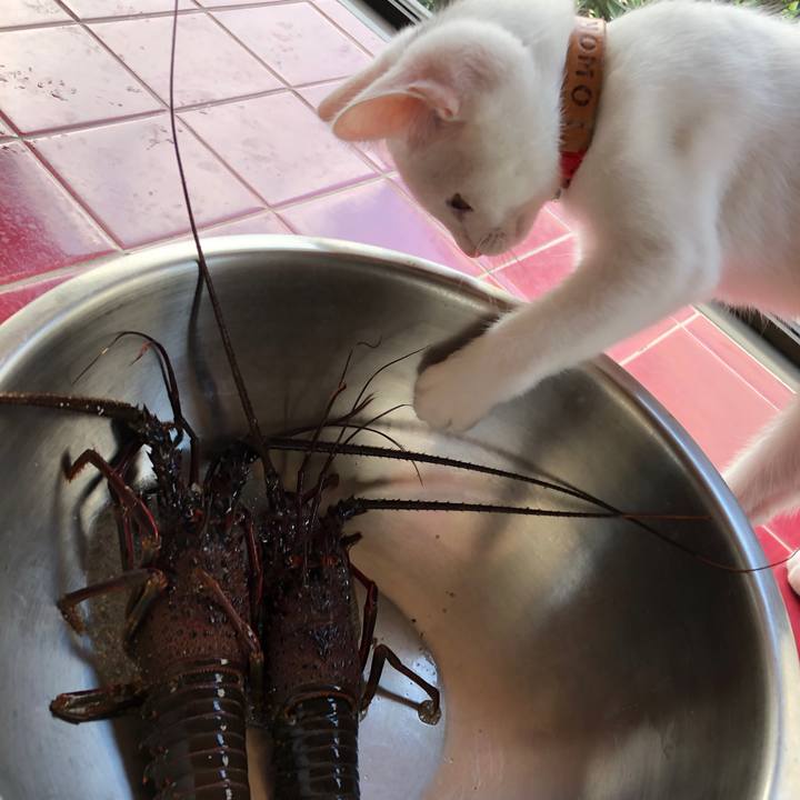 17ff1617 d4e3 44c2 a11b 0214fb570826 1597580081752