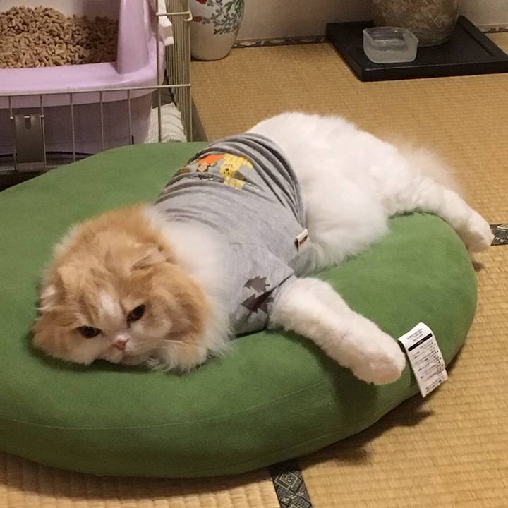 18019af0 343b 4a02 b68b 98f425dd3328 1550305397707