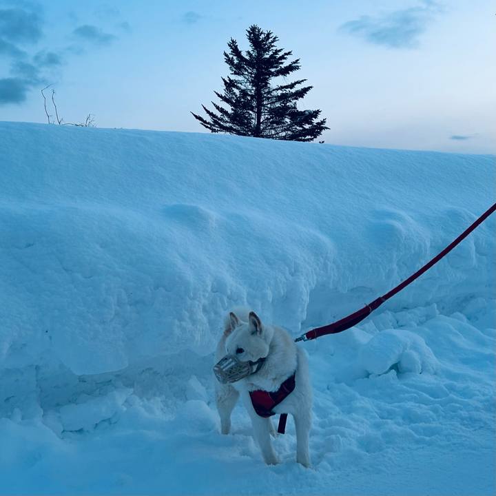 1801d103 c9ee 4efd ac62 f4c3d4c0df73 1769594505594