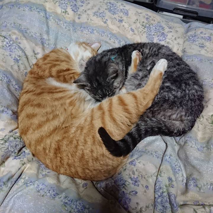 1803055f 9754 4ef8 b74e 7739a4831cda 1576585616189