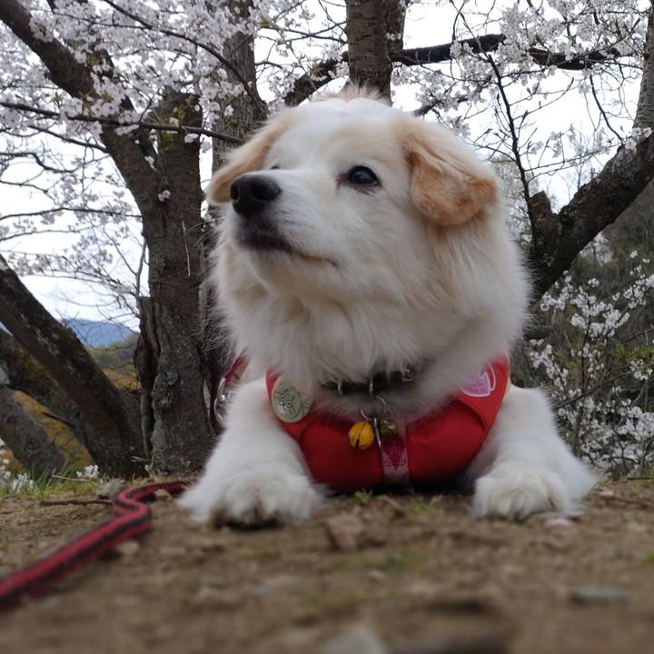 1806899d 9909 4590 8bb4 4128e997a102 1648873839702