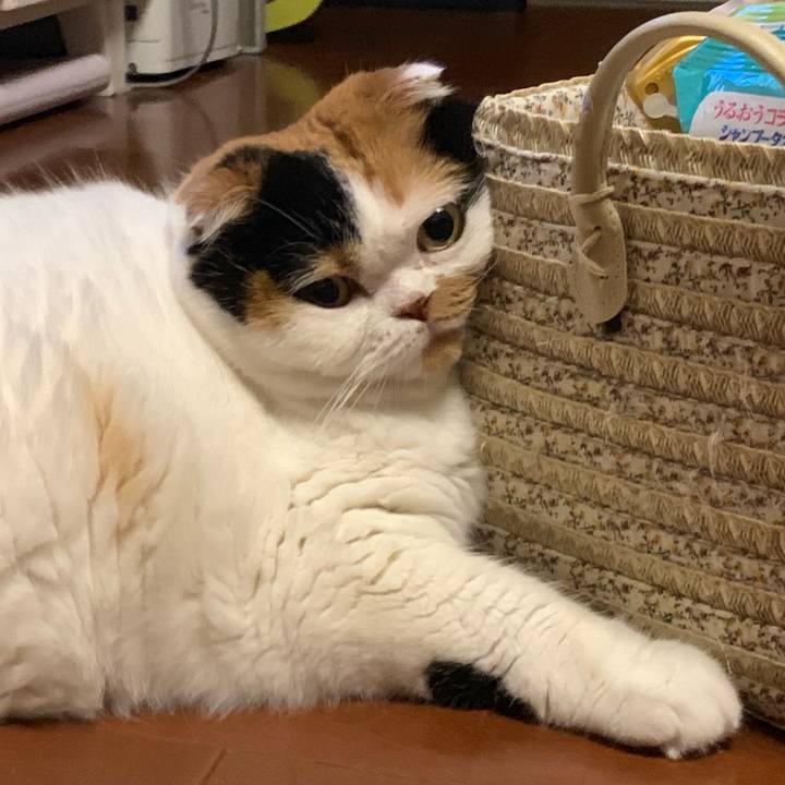 180c5da5 86d8 407d a034 e58f54b38aad 1567842781620