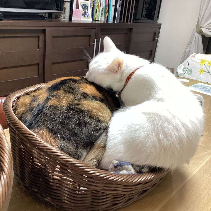 180cf212 136e 4411 baed e9741aadcc84 1681464227604