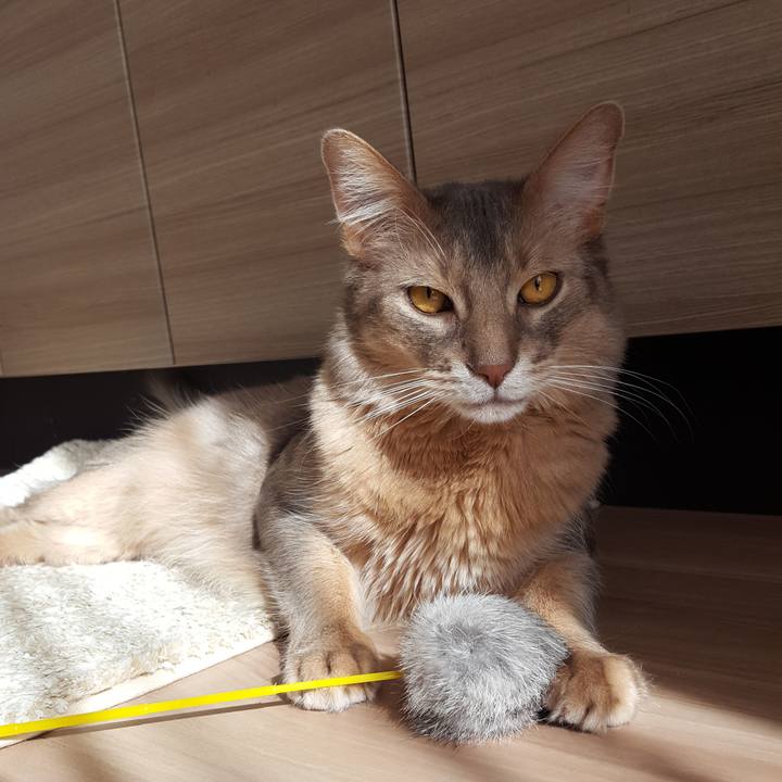 181195e2 12a3 4cb7 8a86 4a6e8a15c06f 1581224365079