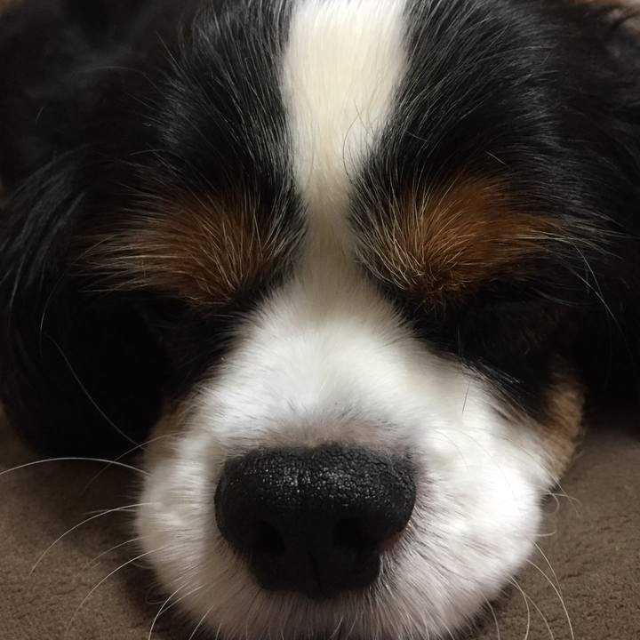 1815200c d2f5 45f4 a502 f627844cb38b 1510918861560