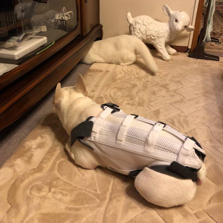 1815ef4c 6e96 45ab a5d4 30754671f12e 1563891959448