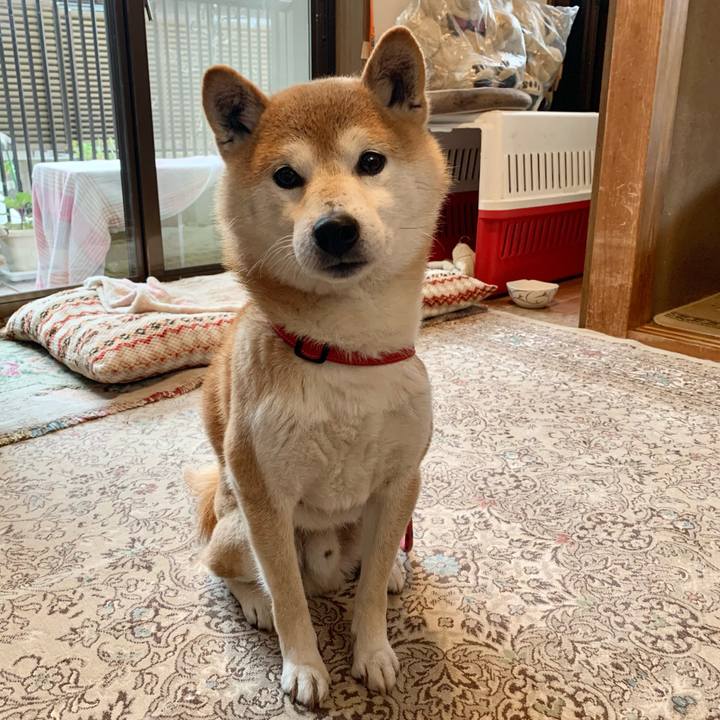 1816a528 d287 411f b866 1cf00ab1c5c5 1611475482394