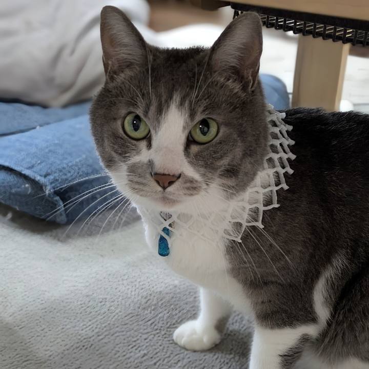 1816d705 d3bb 4c9a 83cd e56c7847b897 1754539562597