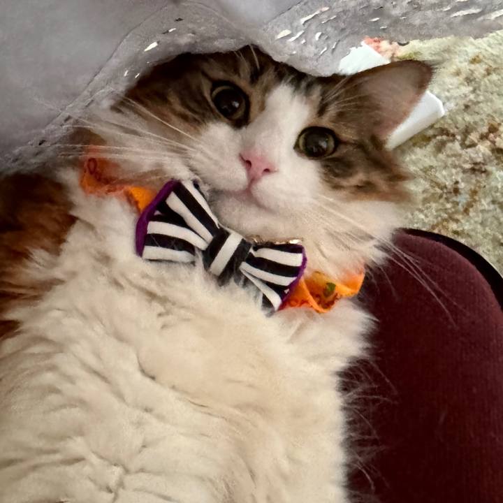 1816fd37 4bae 4018 b7cb d59c1058f545 1760930275106