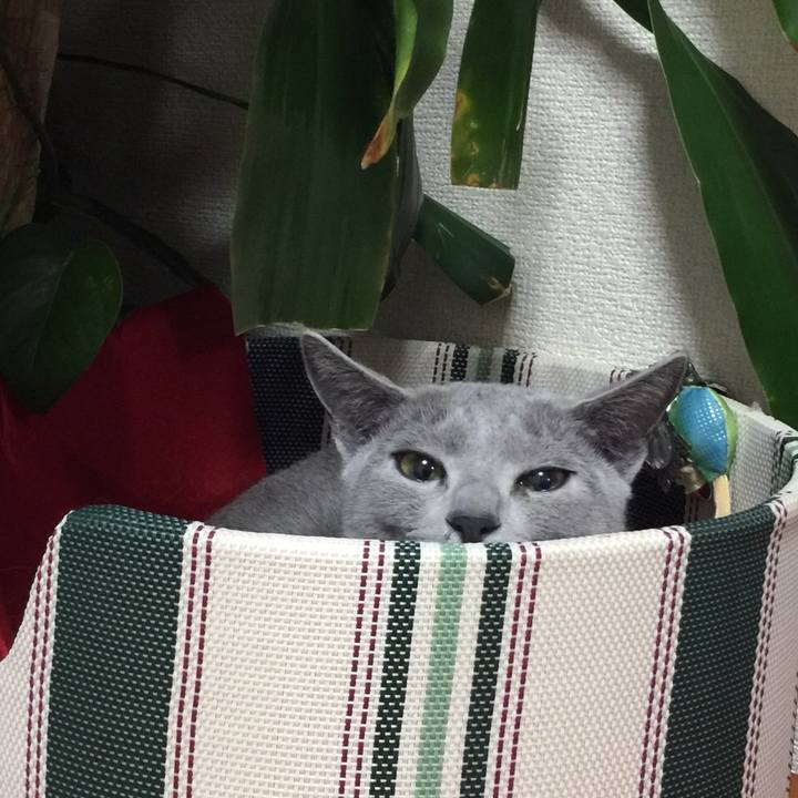 18187add 387b 42ba a1cf d3bd3cacf6d6 1514631799598