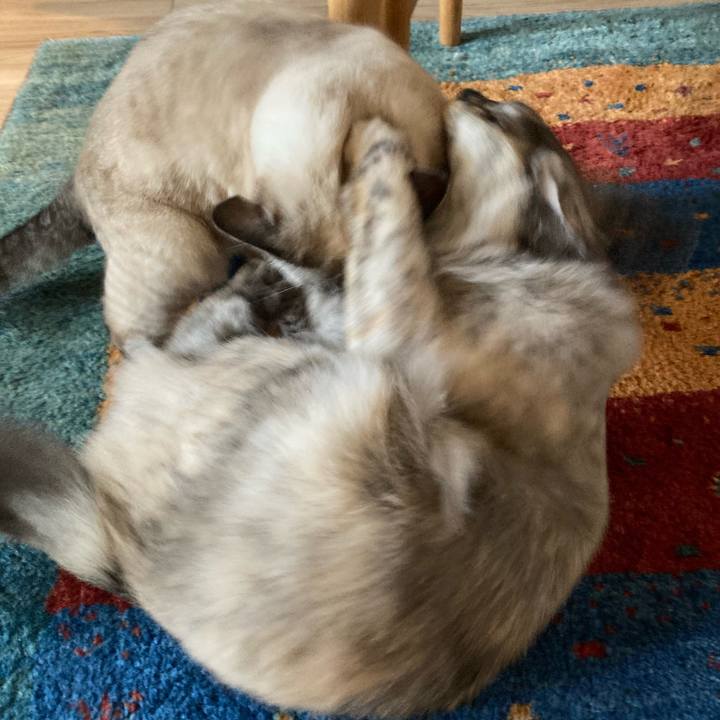 18198e4e f3c7 4e89 987b 86d5e48d37f5 1768099919780