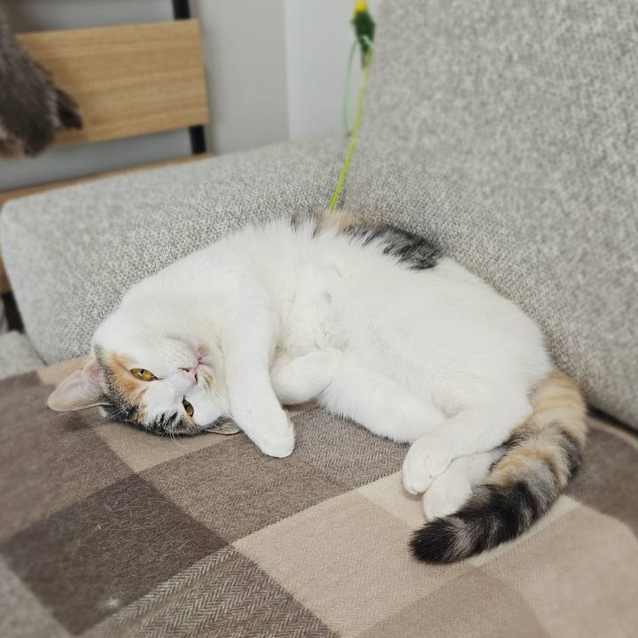 1819dfa4 847a 41af a4fa a1c3aa88b29b 1764910054456