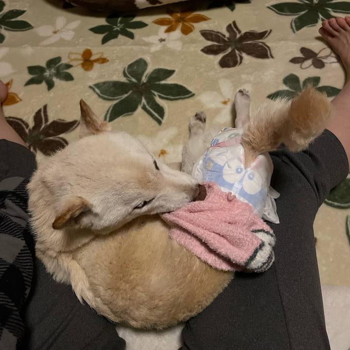 181a1419 0749 43cc 8d6c c31e63455954 1668643728725