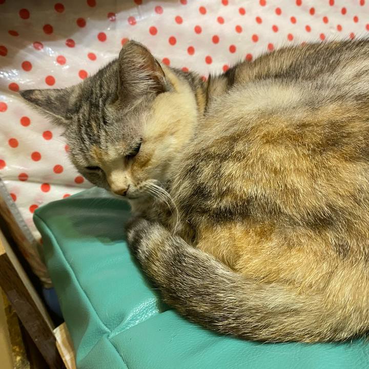 181a3f2b bc49 48e0 8e0d 385bc591f9a7 1636898905666