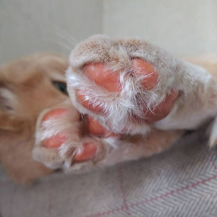 181aca55 6f51 4a5a bd7d 435e5a25357e 1645250544615