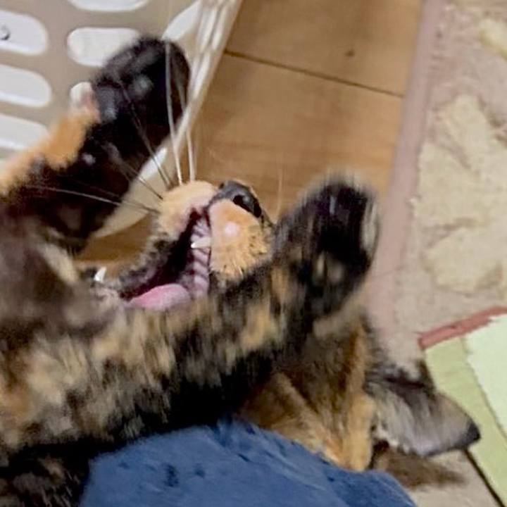 181ba98c 3431 47a6 911d 33e4065a20a6 1761252286194