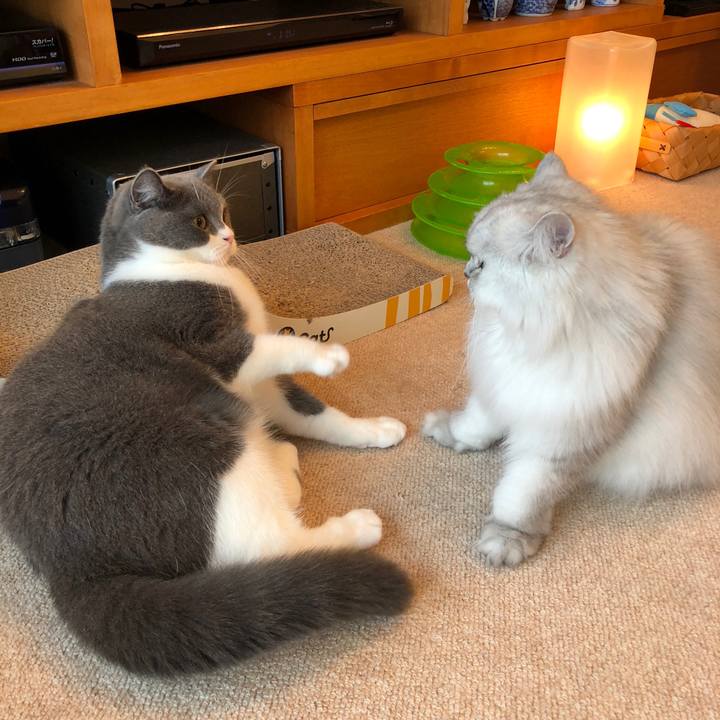 181c4697 1a13 4572 befe b1ecca0440d4 1538261535542