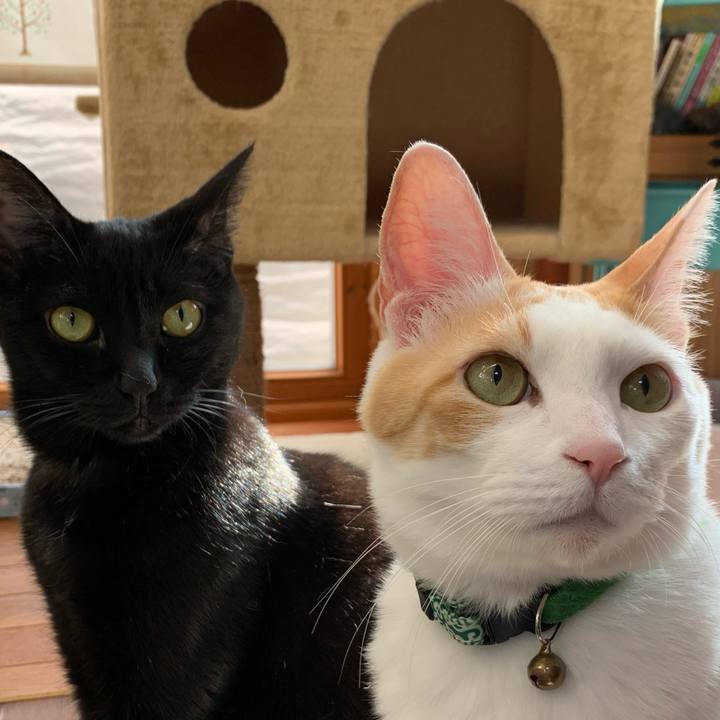 181e6afb 5297 4e0f 9f86 476e7c50584b 1580534481614