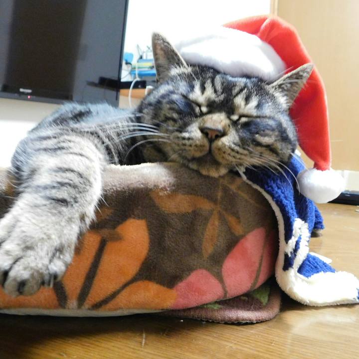 182221fc 5382 44a3 b9c7 68e5baa811e4 1545395894083