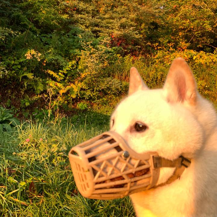 1822f2d7 0912 4106 9724 35187a428d82 1633041061710