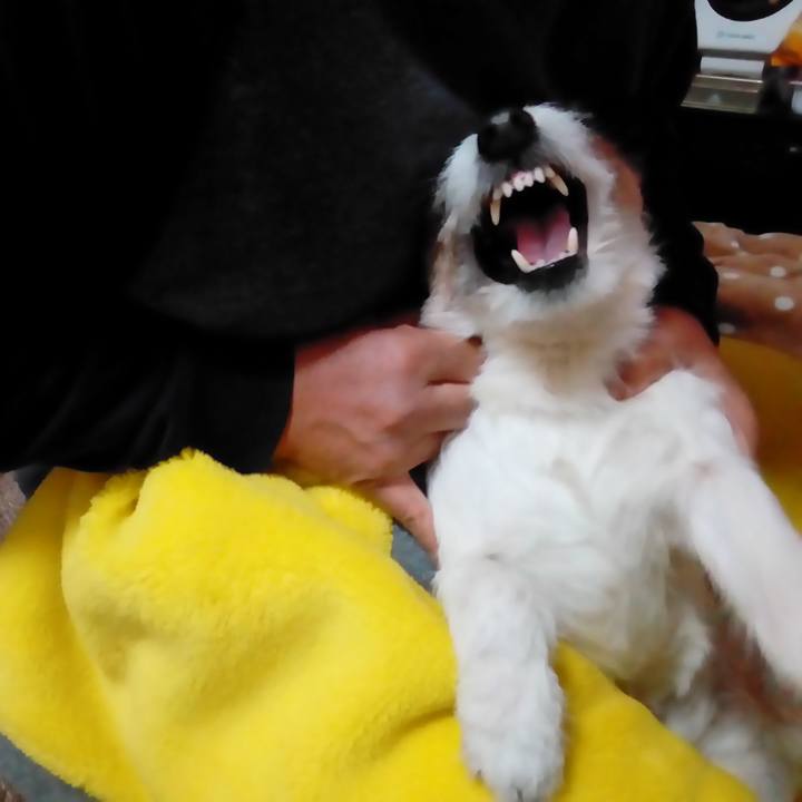 18244004 e8f7 4952 8a8e 45e3168871b4 1516620941856