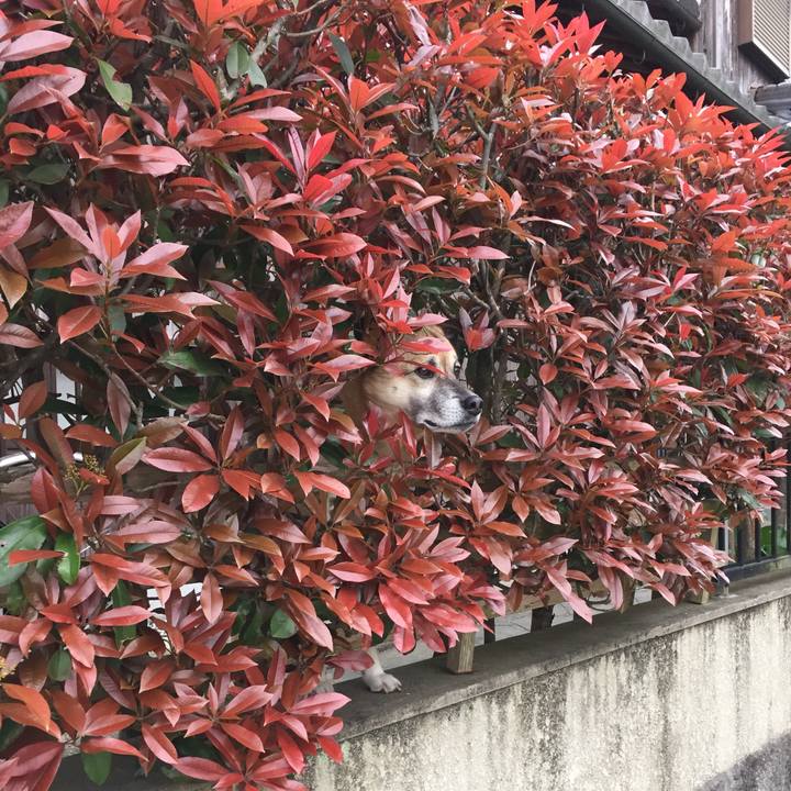 1826a8ef 8c93 42a1 be70 f66d786b5415 1523696611513